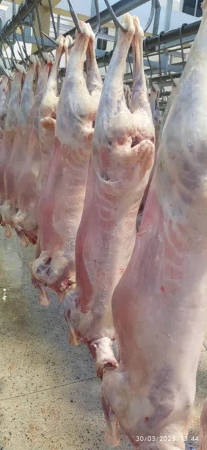 توريدلحوم من المراعي الأفريقية