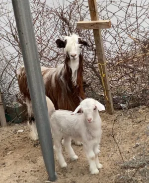 للبيع شاه و بنتها