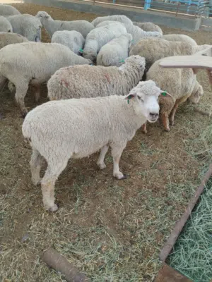 مواشي عمان
