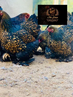 متوفر كتكوت براهما سبرايت احمر درجه اولى