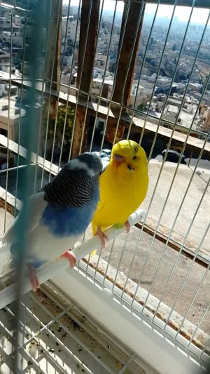 بادجي الملقب بلحب