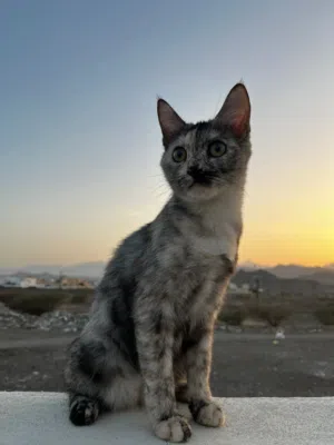 قطة للتبني.
