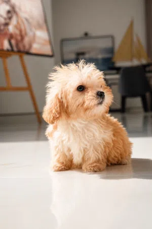 2 months old Maltipoo (Male and female)