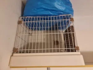 قفص ارنب حجم كبير