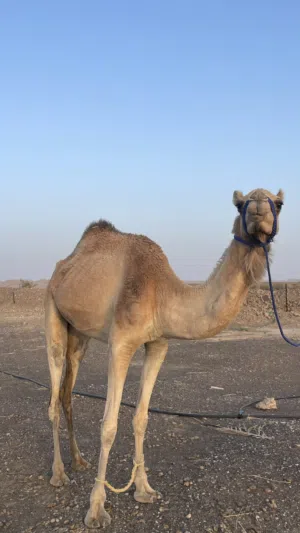 ناقه ثاني نبط