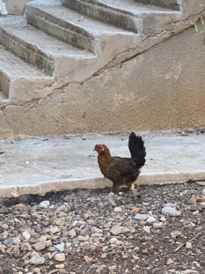 جاج بلدي البيع