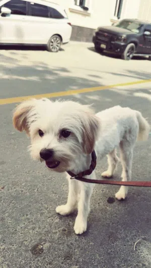 كلب للبيع1900