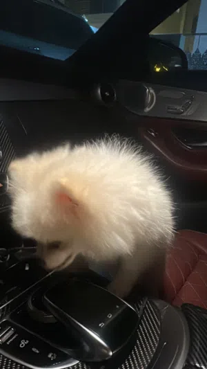 بومرينيوم اصل