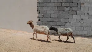2نعاج وطنيات عشار بادن الله محصنات وسليمات من العيوب ضروعهم سليمه سنهم تاني جمع...