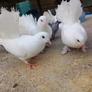 حمام عرايس هنداوي