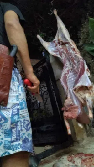 لحام متنقل ذبح أضاحي عجل بلدي جمل خاروف روماني برازيلي اسباني جزار متنقل