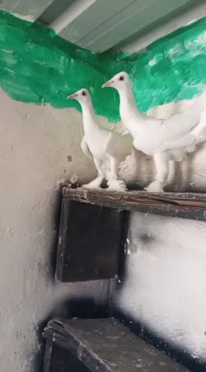 جوزين نخب هرمات وبدابوست