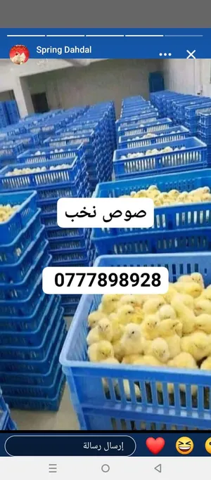 Chickens1
