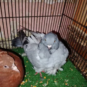 متاح طيرة كشكي طيرة اماية