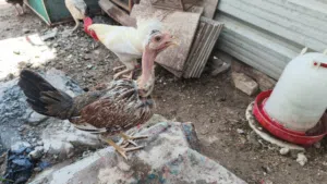 للبيع دجاج عرب ابيع شلع او زوج ديج ودجاجه