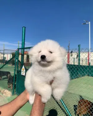 جرو سامويد ..جميع اللقاحات اللازمه وجرعه الدود ومايكروشيب