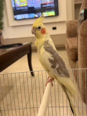 طير بصلاه على نبي حبه نخب