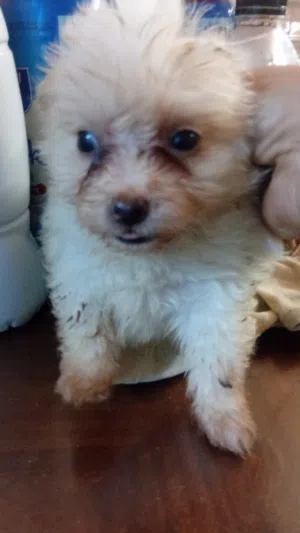 جراوي جريفون بيور للبيع ذكر وبنتين سن55يوم ابيض