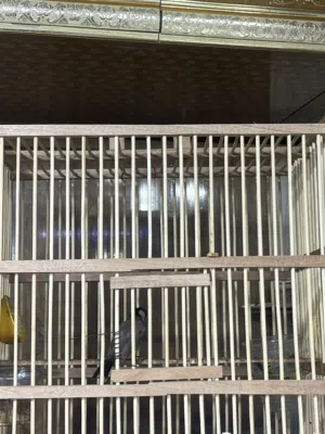 بلبل بصراوي مال هاي السنه