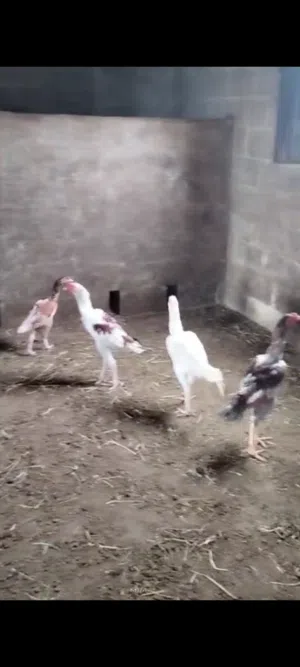 طيور سنديه النوع الطويل الغمر 8شهور تقريبا