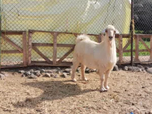 جدي من حلال الجواميد لاصيل