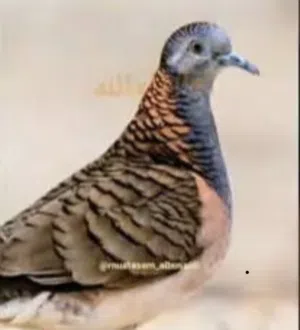 مطلوب مطلوب طيور وصفه تحت