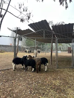 حيونات للبيع