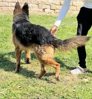 من اجمل الكلاب في الطاعه