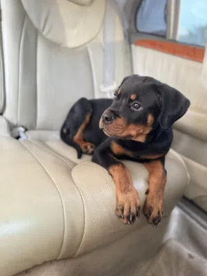 روت وايلر للبيع