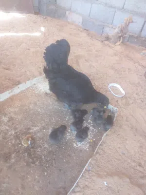 دجاجه لمبرقيني مع 7 فلاليسها .. عين زاره