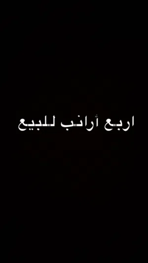 أرانب للبيع