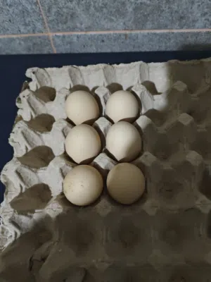 Others - Food - Supplements2