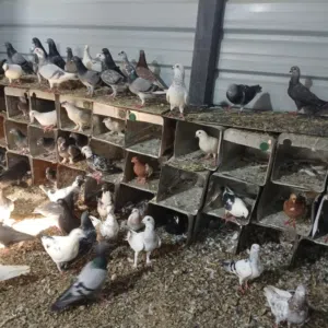 حمام مشكل انواع مرتبة للبيع او بدل على دجاج بلدي