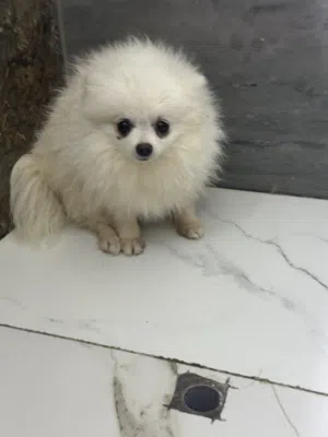 Teacup pomeranian