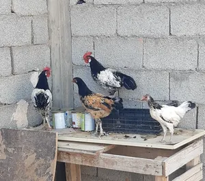 ‏دجاج‏2