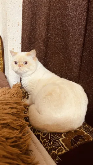 مشمش ذكر نضيف ولعوب وهادي  متعود على لتر بوكس ودراي فود