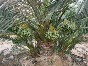 توريد وزراعة جميع أنواع النخيل