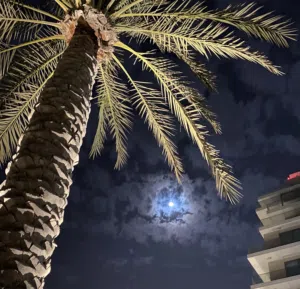 بيع وشراء السيارات 