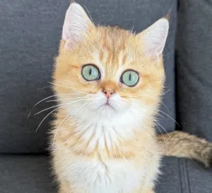 Pure Kittens 