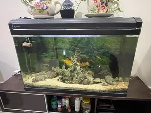 fish tank with some fishes