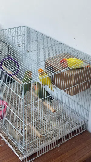 5 love birds with cage and box