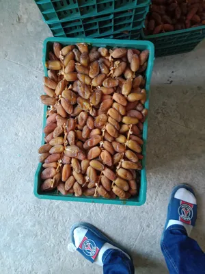 ‏تمور‏0