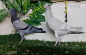 فرخين نفاخات قلام جاهزات للجرد