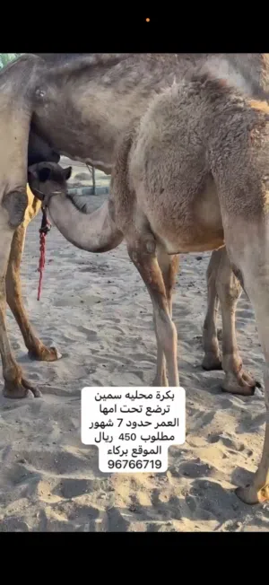 بكره محليه سمين