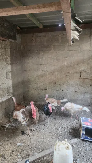 ديك رومي للبيع