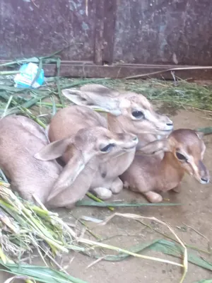 Deer4