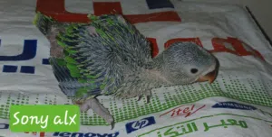 دره هندى تأكيل يدوى