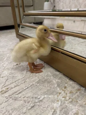 2 weeks old duck