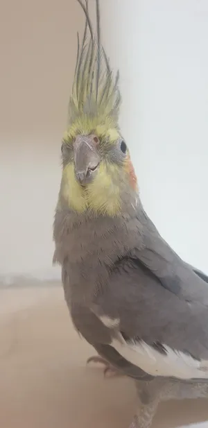 6 Months old male Cockateil