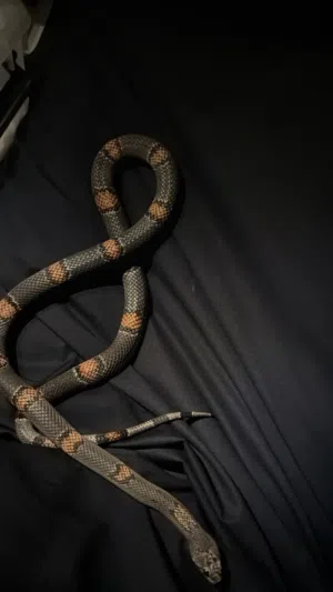 King snake urgent sell